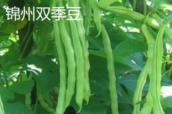 芸豆的常见品种，芸丰627、冀芸豆2号、锦州双季豆等品种均在此列