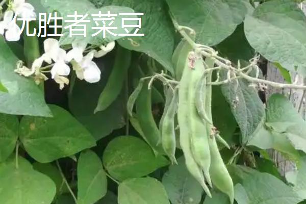 芸豆的常见品种，芸丰627、冀芸豆2号、锦州双季豆等品种均在此列