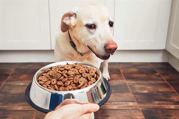 狗狗吐黄水的原因和治疗方法，可能是肠胃疾病或饮食不当所致