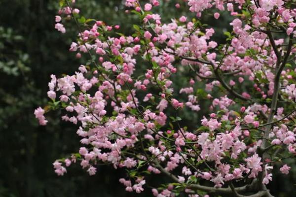 海棠花有没有毒，少数品种有微毒