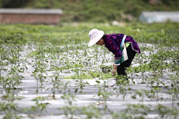 辣椒打什么叶面肥最好，开花坐果前施加硼钙等叶面肥