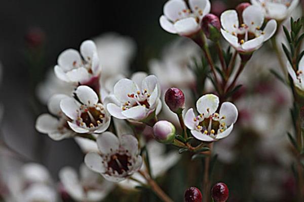 蜡花的花语，寓意刚强坚毅、忠贞不渝等