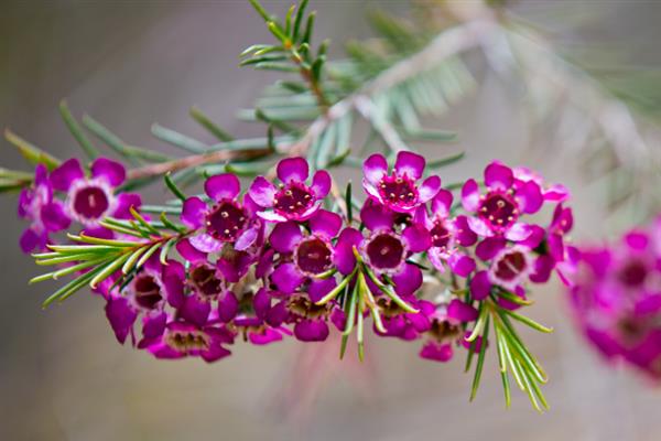 蜡花的花语，寓意刚强坚毅、忠贞不渝等