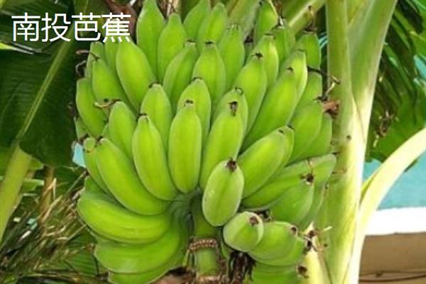 台湾香蕉的主要栽培品种，常见的有李林蕉、玫瑰蕉、旦蕉等