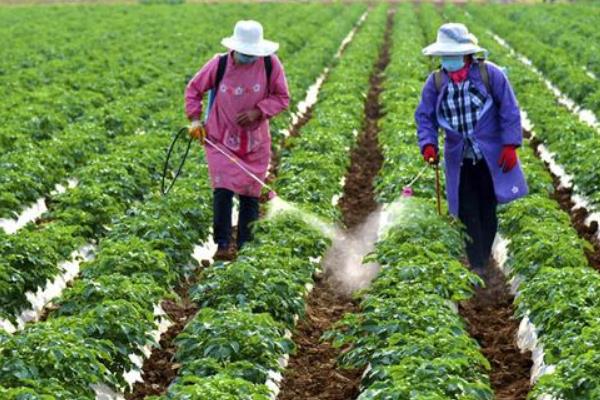 秋土豆的种植方法，肥料可以使用钾肥或草木灰