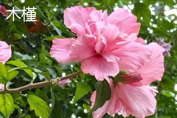 木槿和木芙蓉有什么区别，叶片、花期和花朵均不同