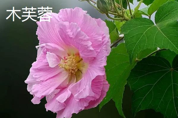 木槿和木芙蓉有什么区别，叶片、花期和花朵均不同