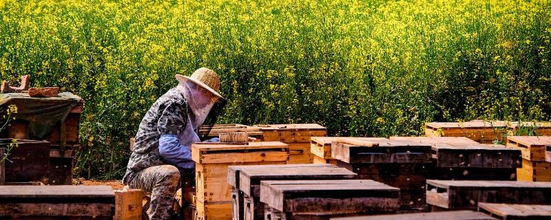 一斤花粉可以喂多少蜂，根据蜂种、气候、蜜源等确定