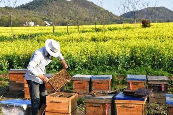 一斤花粉可以喂多少蜂，根据蜂种、气候、蜜源等确定