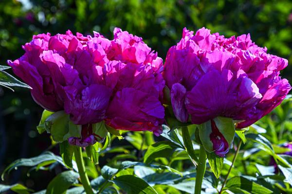 牡丹花的花语，寓意富贵、吉祥、幸福等