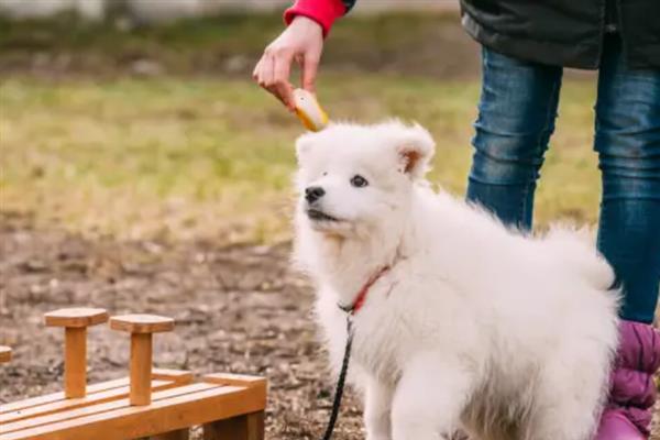 萨摩耶乱咬东西怎么解决，批评和奖励结合