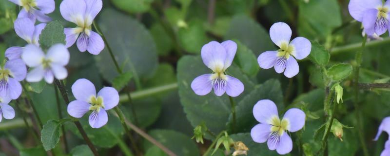 常见的野菜，有堇菜、荠菜、山莴苣等