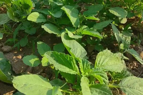 常见的野菜，有堇菜、荠菜、山莴苣等