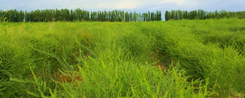 芦笋田的除草方法，采收前用百草枯兑水喷雾