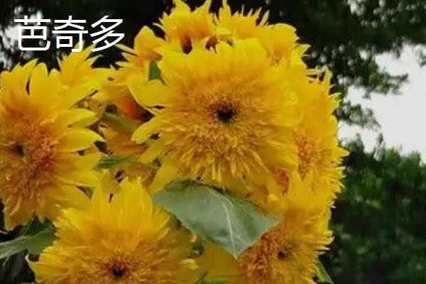 观赏向日葵有什么品种，金辉、芭奇多、秋日时光等品种较常见