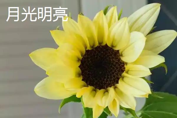 观赏向日葵有什么品种，金辉、芭奇多、秋日时光等品种较常见