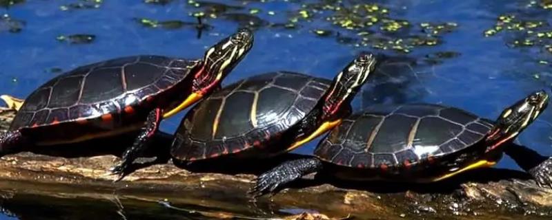 东部锦龟能不能用深水养，对深水具有良好的适应性