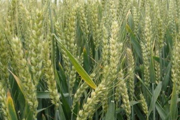 华田麦88小麦种子简介，属偏春性品种