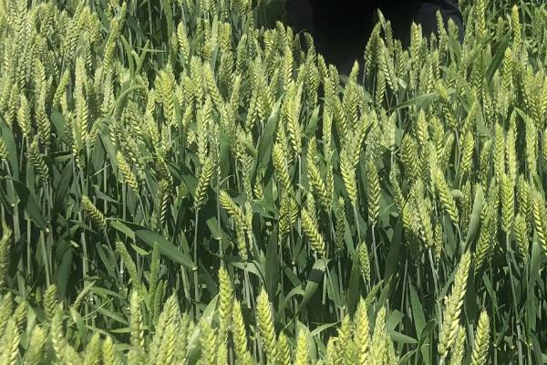 鄂麦187小麦种子简介，小穗着生密度中等