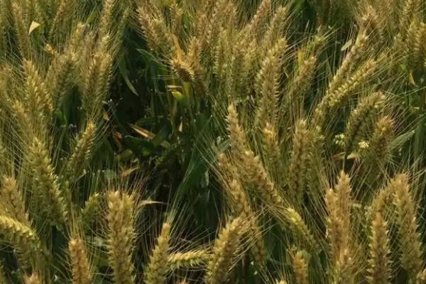 鄂麦187小麦种子简介，小穗着生密度中等