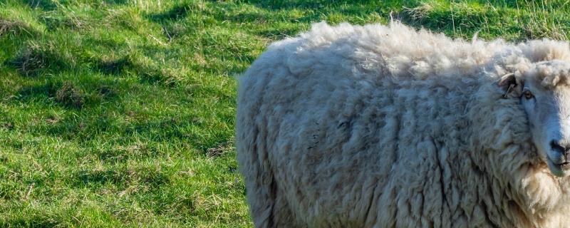 小羊出生多长时间让它吃初乳，要在30-60分钟内吃到初乳