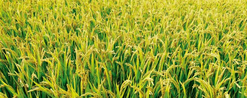 安优871水稻种子特征特性，全生育期115.3天