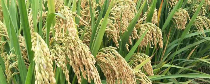 深优9528水稻品种的特性，综合防治病虫害