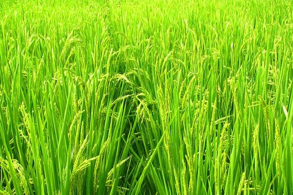 E两优100水稻种简介，秧田播种量每亩15千克