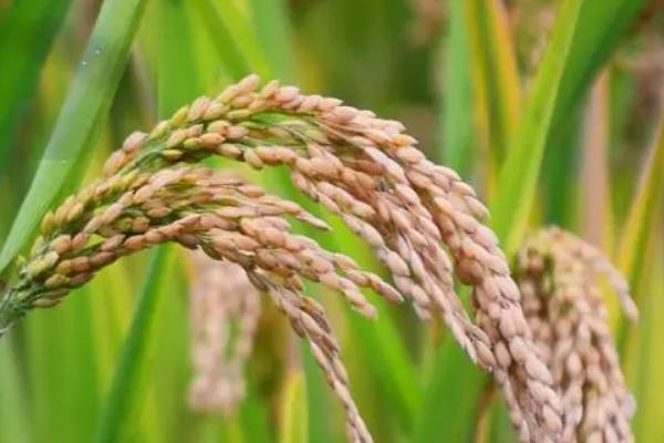 E两优100水稻种简介，秧田播种量每亩15千克