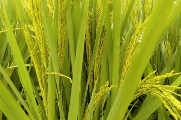 荃两优069水稻种子特点，抽穗期遇连阴雨注意防治稻曲病