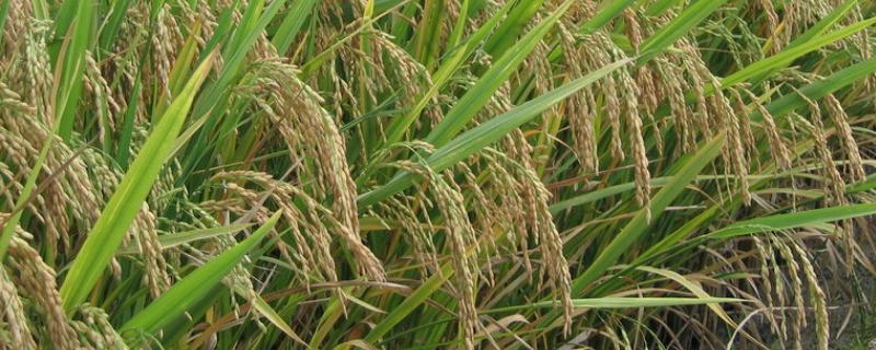 凤两优464水稻种子简介，秧田亩播种量10千克