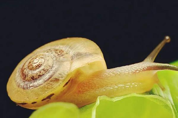 蜗牛吃什么，一般会吃水草、水中的浮游生物和菜叶