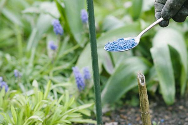 蜗牛吃什么，一般会吃水草、水中的浮游生物和菜叶