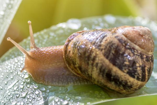 蜗牛吃什么，一般会吃水草、水中的浮游生物和菜叶