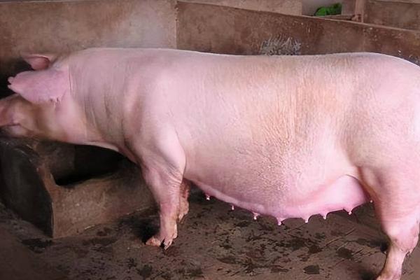 后备母猪的配种适期，发情后的24-30小时最适合配种