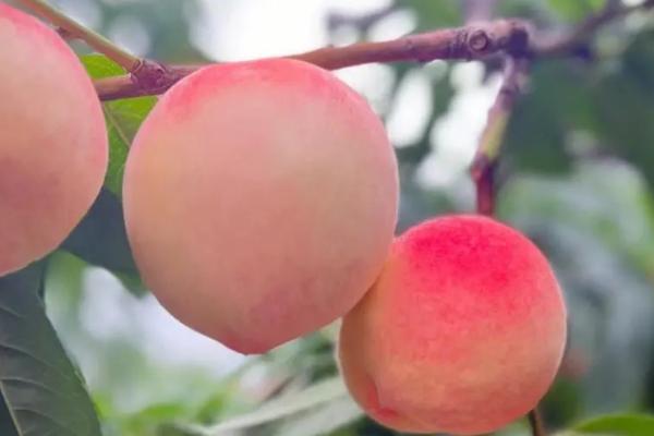 哪里的水蜜桃最好吃，奉化水蜜桃被誉为中国之最