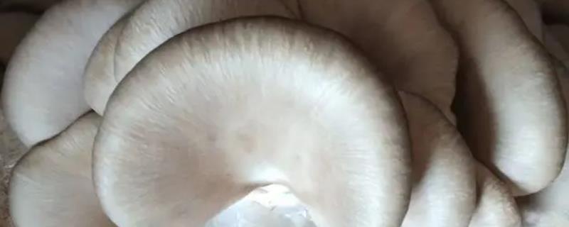 平菇两段出菇的培育法，接种时在袋口料面上铺一层菌种