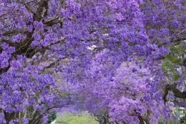 蓝花楹如何种植与管理，每年早春都要修剪整枝