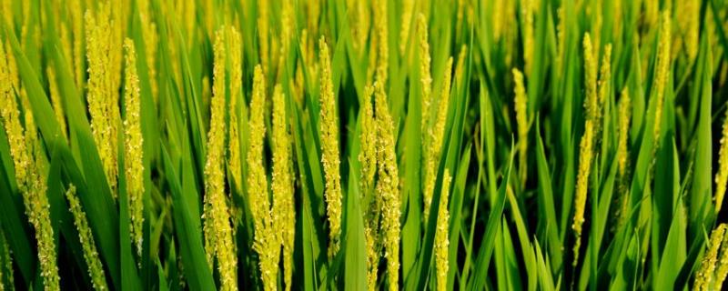 川优553水稻种子特点，每亩有效穗数16.4万穗