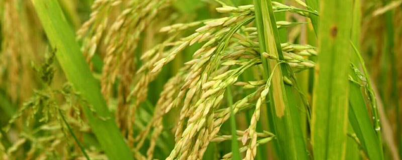 荃优软占水稻品种简介，秧田亩播种量10－12千克