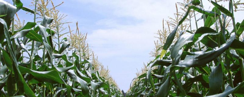 京双甜467玉米种子特点，在中等肥力以上地块栽培