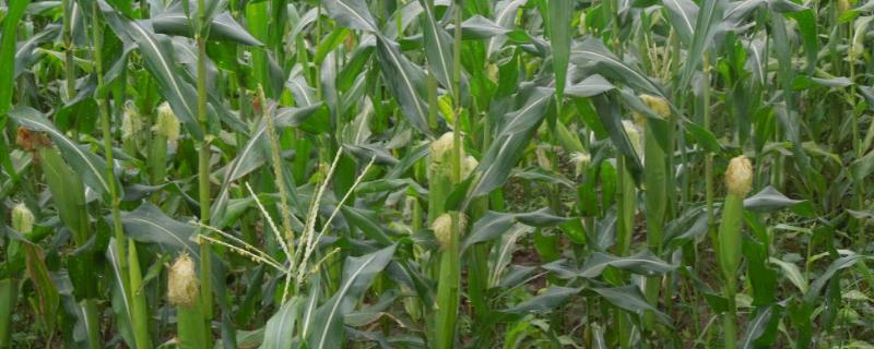 FH502玉米品种的特性，中抗茎腐病