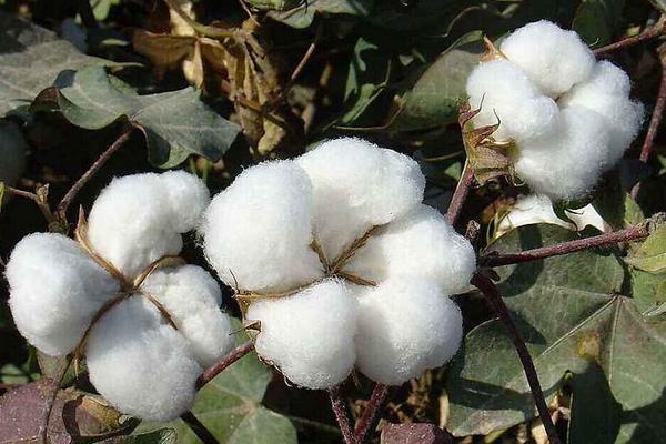 冀丰4号棉花品种的特性，一般年份二代棉铃虫不需防治