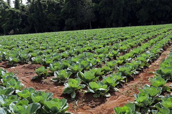 夏季怎么种植甘蓝，深翻土壤后可进行条播或撒播