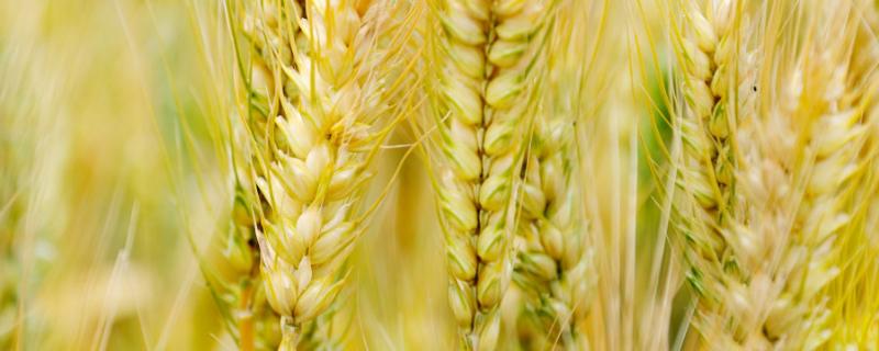 婴泊矮丰8小麦种子特征特性，生育期234天左右