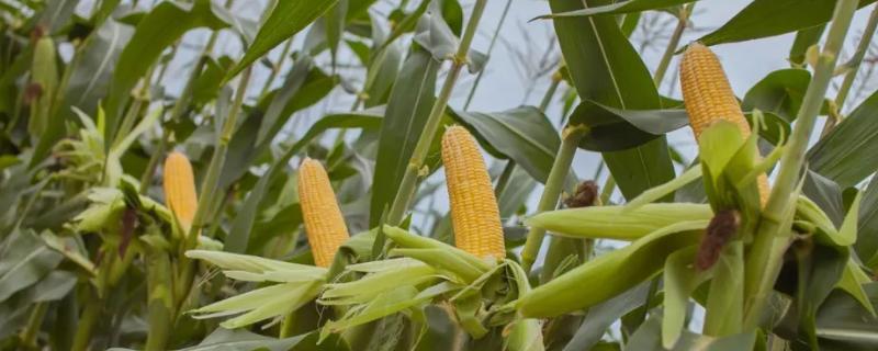 龙生668玉米种子介绍，注意防治茎腐病和矮花叶病