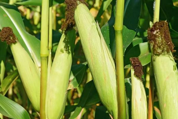 双惠90玉米种子简介，适宜播期4月下旬至5月