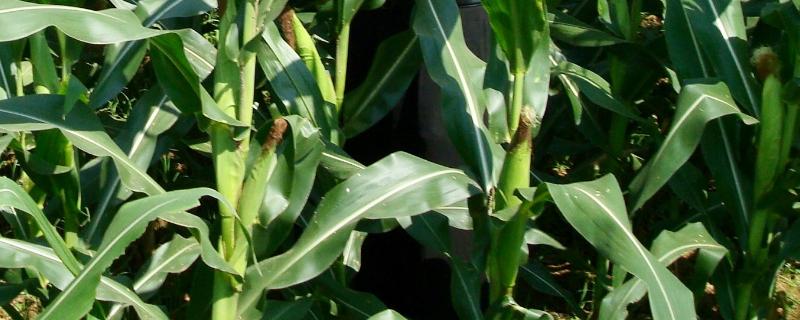 瑞丰188玉米品种简介，适宜播期4月下旬至5月上旬
