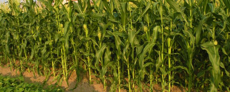 丰垦219玉米品种的特性，出苗至成熟118天
