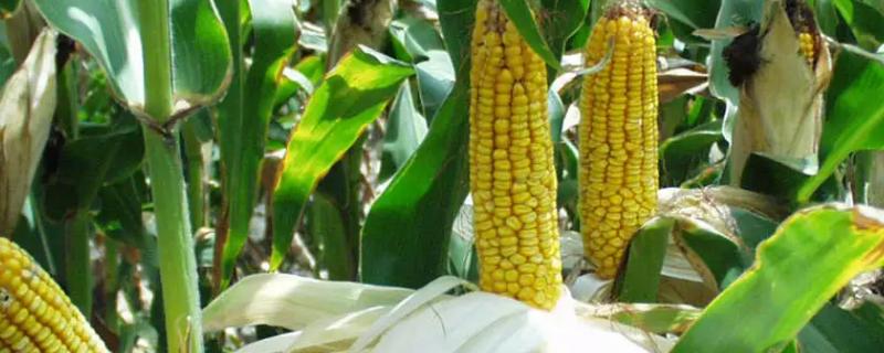 南北73玉米种子特点，即拔节期每亩追施尿素20千克
